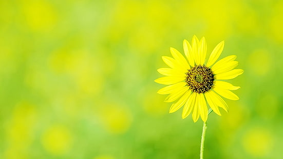 Gelbe Blume, frisch, Makro, Natur, Frühling, gelbe Blume, gelbe Blume, frisch, Makro, Natur, Frühling, HD-Hintergrundbild HD wallpaper