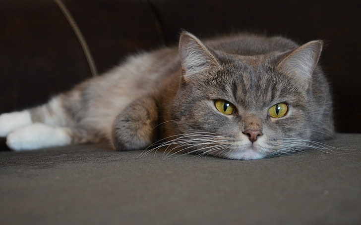 chat gris à poil court, moelleux, chat, museau, Fond d'écran HD