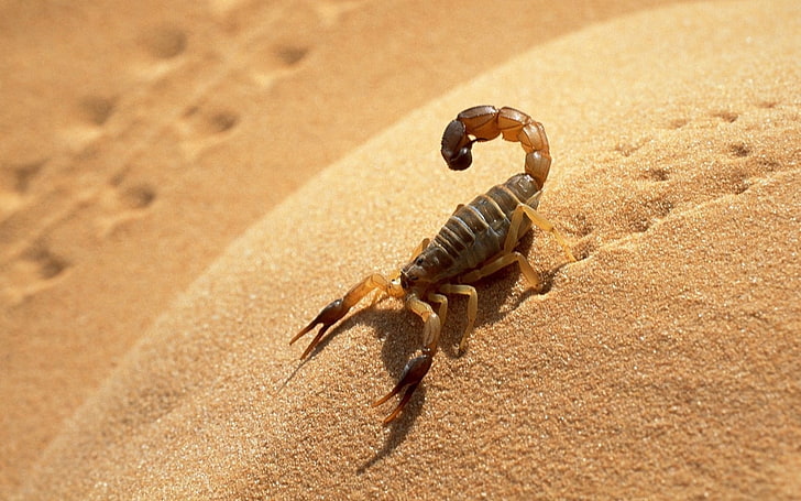 Desert Scorpion-Animal HD Wallpaper, brown and black scorpion, HD wallpaper