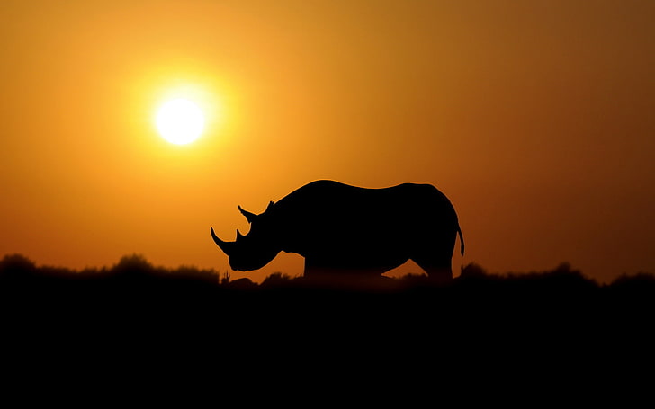 Rhino Sunset, silhouette photo of rhinoceros, Animals, , sunset, dark, rhino, HD wallpaper