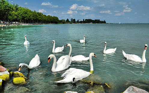 балатон, птицы, венгрия, лето, лебедь, вода, HD обои HD wallpaper