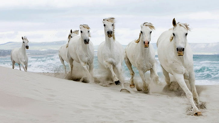 حصان شاطئ الرمال تشغيل HD ، الحيوانات ، الشاطئ ، الحصان ، الرمال ، الجري، خلفية HD