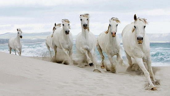 حصان شاطئ الرمال تشغيل HD ، الحيوانات ، الشاطئ ، الحصان ، الرمال ، الجري، خلفية HD HD wallpaper