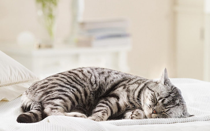 silver tabby cat, cat, sleeping, animals, HD wallpaper