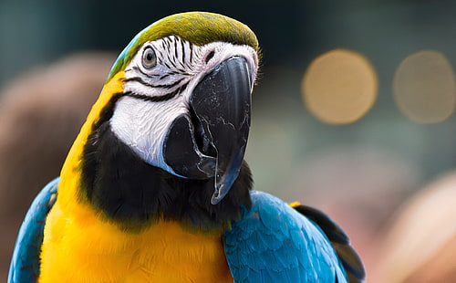 Papegoja Ara Ararauna 2, blå-och-gul ara, Djur, Fåglar, ara ararauna, tropisk fågel, färgrik, porträtt, hög definiton, papegoja, blå och gul ara, bokeh, HD tapet HD wallpaper