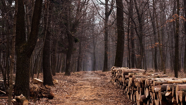 pile of firewood, nature, landscape, trees, forest, wood, path, fall, tree stump, dirt road, leaves, HD wallpaper