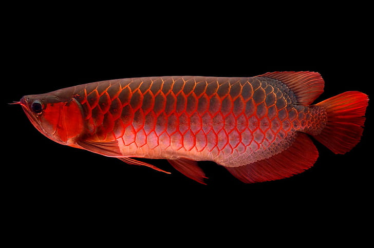 Natur, Tiere, Fisch, schwarzer Hintergrund, rot, Drachenfisch, teuer, HD-Hintergrundbild