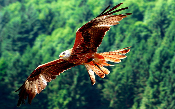 Red Kites~milvus Milvus, white and red eagle, red kites, prey, bird, flight, animals, HD wallpaper