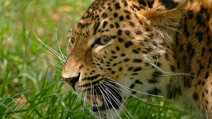 Tiere, 3840x2160, Leopard, HD-Tier, 4K, HD-Hintergrundbild