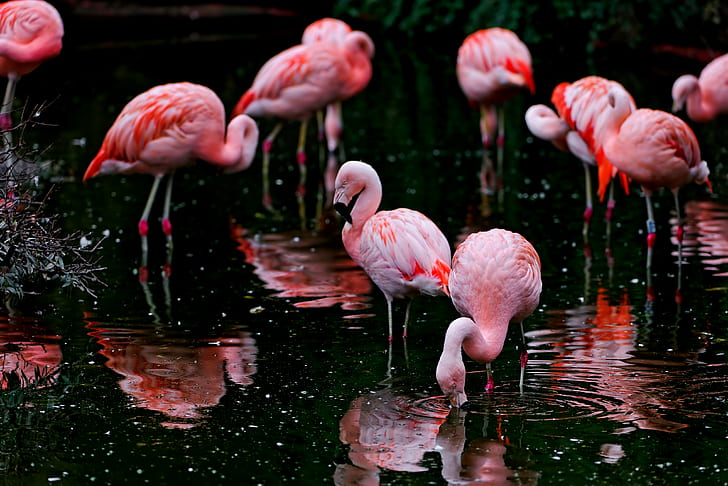 Flamingo flock, flamingoes, flamingoes, Flamingoes, black, Flamingo, flock, pink, birds, water, special, reflection, amnéville, zoo, france, nikon  d700, bird, wildlife, animal, pink Color, nature, red, feather, HD wallpaper