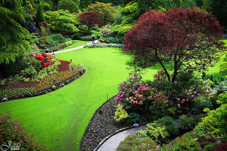 pink petaled flowers, grass, trees, flowers, Park, people, garden, Canada, lawn, butchart, HD wallpaper