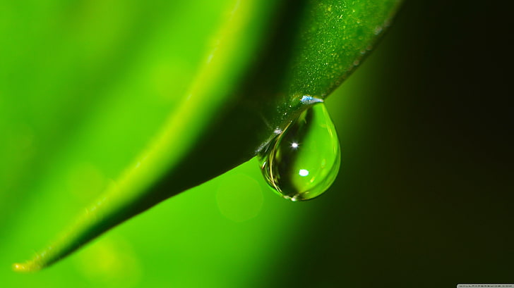 closeup, water drops, green, plants, nature, macro, HD wallpaper