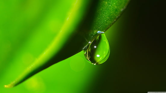 closeup, water drops, green, plants, nature, macro, HD wallpaper HD wallpaper