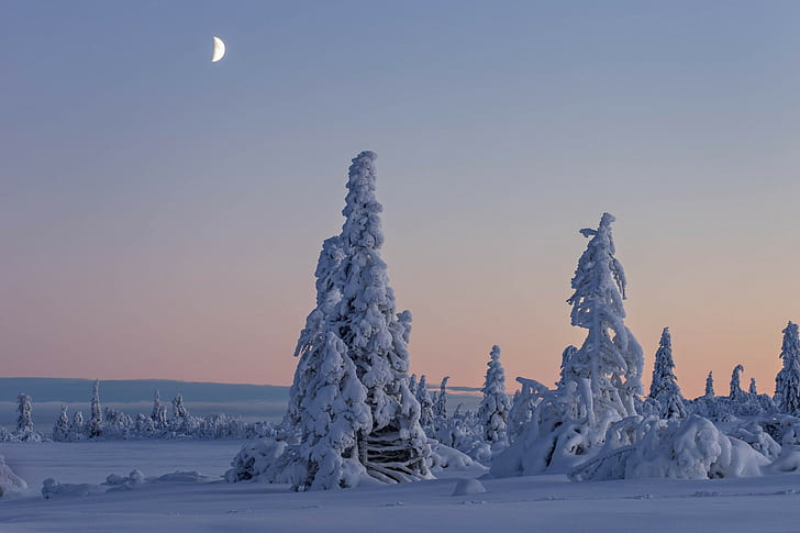 Вестерботтен, Швеция, Лапландия, снежное поле, снег, деревья, зима, природный заповедник Гитсфьяллец, HD обои