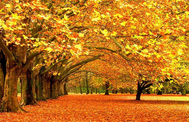 braune Bäume, Blätter, Bäume, Park, Laub, fallende Blätter, Waldbäume, HD-Hintergrundbild