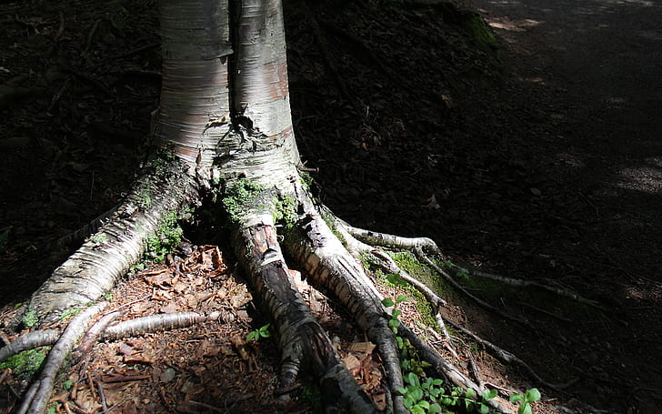 Tree Roots HD, szare i brązowe korzenie drzew, przyroda, drzewo, korzenie, Tapety HD