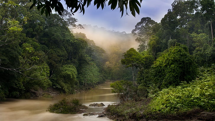 Джунгли, лес, река, туман, туманные деревья HD, природа, деревья, лес, река, туман, туман, джунгли, HD обои