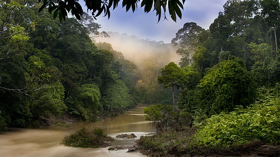 Jungle Forest River Mist Fog Trees HD, natur, träd, skog, flod, dimma, dimma, djungel, HD tapet HD wallpaper