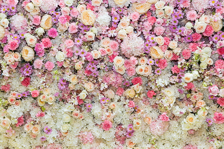 Rosas blancas, rosadas y púrpuras, flores, fondo, rosas, rosa, brotes,  brote, Fondo de pantalla HD | Wallpaperbetter