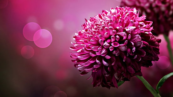 ดอกรักเร่สีแดง, ดอกไม้, ดอกไม้สีชมพู, โบเก้, มาโคร, วอลล์เปเปอร์ HD HD wallpaper