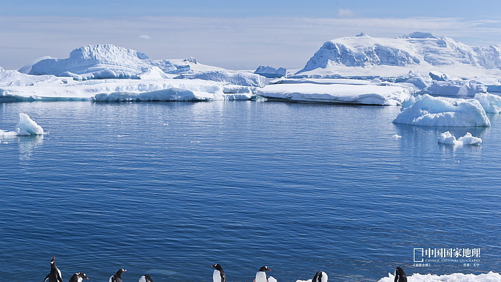 Антарктически пингвин-Китай National Geographic wallpa .., снежен остров, HD тапет