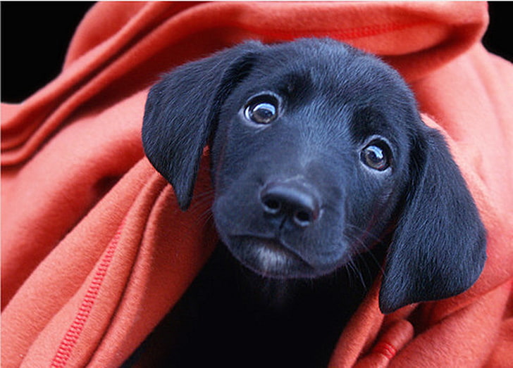 Черно лабораторно кученце, черно кученце лабрадор ретривър, животни, тапети за кученца, HD тапет