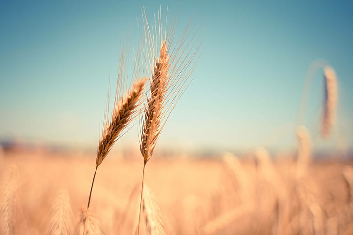 ear, cereals, summer, dry, harvest, wheat, autumn, HD wallpaper