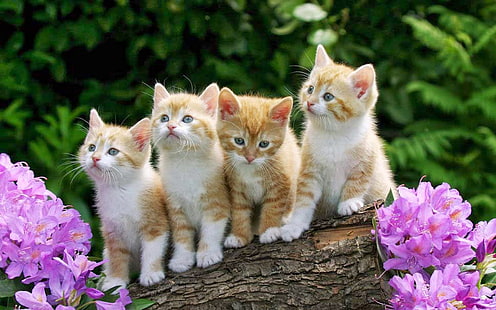 Małe słodkie kocięta żółte drewno fioletowe kwiaty tapety na pulpit Hd, Tapety HD HD wallpaper