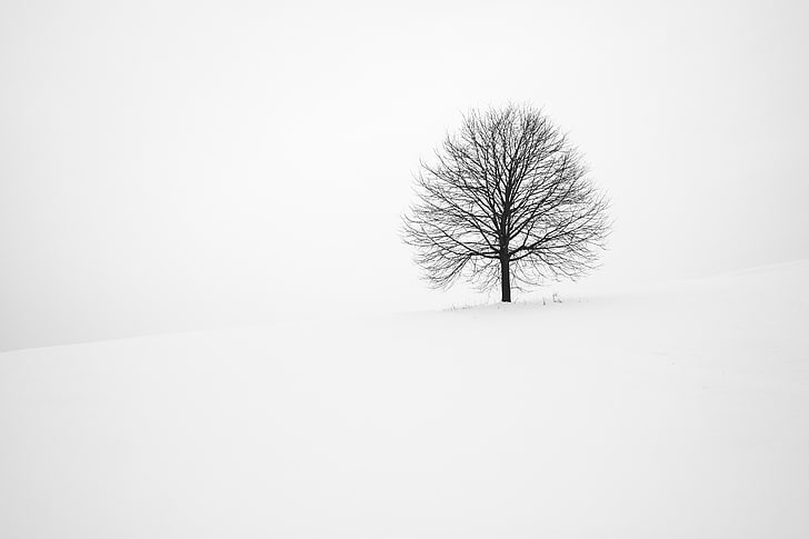 leafless tree, tree, winter, snow, minimalism, bw, HD wallpaper