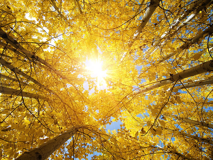 brown and yellow tree, leaves, landscape, nature, India, beautiful, the sun's rays, Autumn trees, sunbeams, Fall Aspen Trees, autumn aspens, Upward view, HD wallpaper
