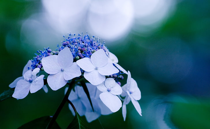 Flowers, blue and white lace-cap hydrangeas, Nature, Flowers, blue, HD wallpaper