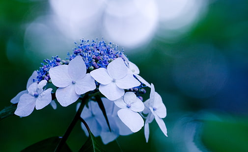 Flowers, blue and white lace-cap hydrangeas, Nature, Flowers, blue, HD wallpaper HD wallpaper