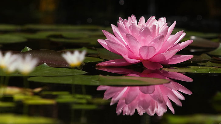 زهرة زنبق الماء الوردي ، اللوتس ، الزهرة ، زنابق الماء ، المستنقع، خلفية HD