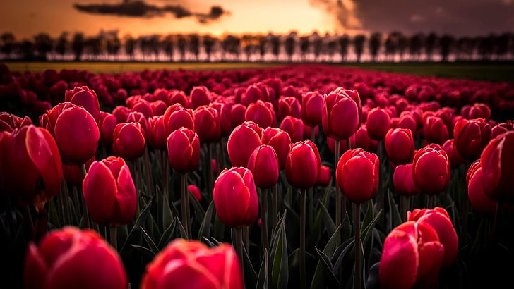 fiore, pianta, rosso, pianta fiorita, tulipano, campo, primavera, luce, petalo, luce del sole, campo di fiori, cielo, Sfondo HD