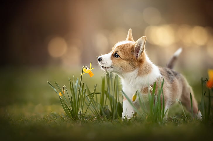 Dogs, Puppy, Baby Animal, Daffodil, Dog, Pet, HD wallpaper