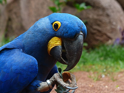 blue macaw, parrot, macaw, bird, beak, HD wallpaper HD wallpaper