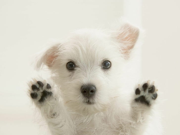 Animals, Puppy, White Fur, Lovely, animals, puppy, white fur, lovely, HD wallpaper