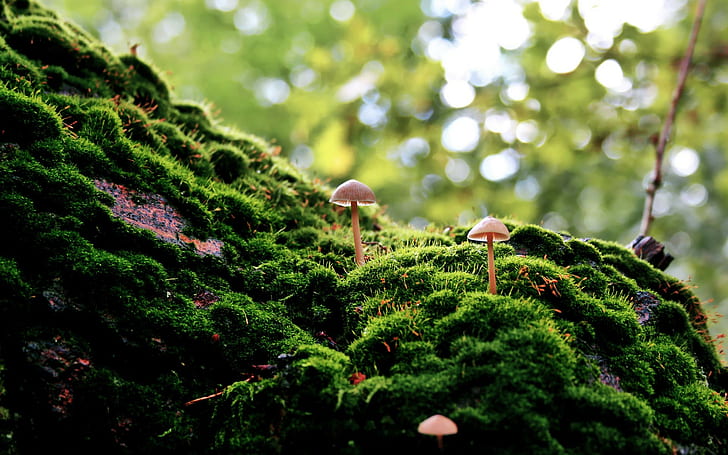 Moss Mushrooms Macro HD, nature, macro, moss, mushrooms, HD wallpaper