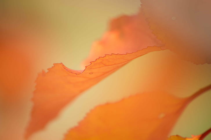 close-up photography of maple leaf, Précision, close-up photography, maple leaf, fall, orange, saison, nature, natur, plante, nikon  D610, reflex, leaf, autumn, yellow, plant, orange Color, macro, close-up, backgrounds, beauty In Nature, HD wallpaper