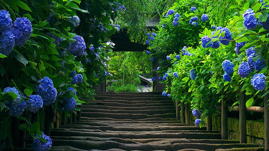 blomma, blå, växt, blommande växt, hortensia, flora, hortensia, vår, trädgård, cornales, botanisk trädgård, träd, blomster, landskap, ettårig växt, japan, HD tapet HD wallpaper