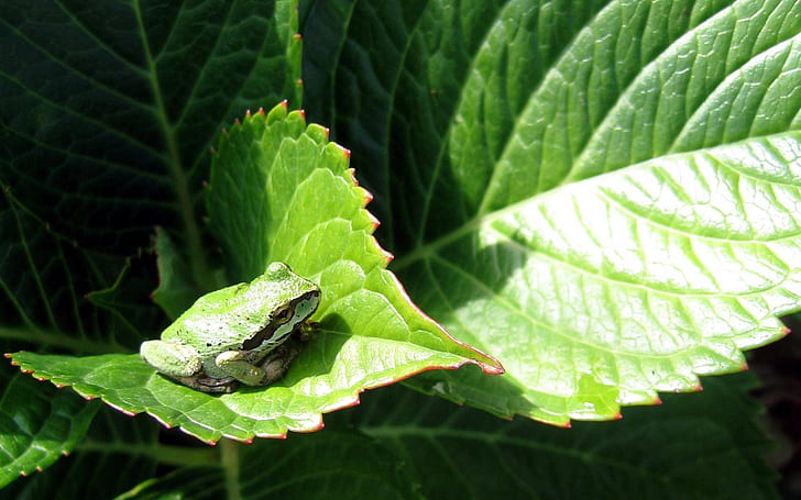 녹색 잎 제목없는 벽지 동물 개구리 HD 아트, 녹색, 잎, HD 배경 화면