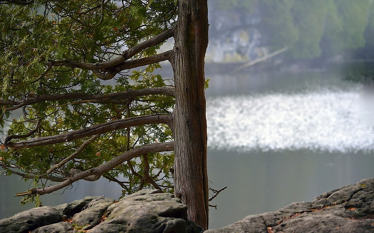 brauner hölzerner Baumastdekor, Natur, Wasser, Felsen, Bäume, HD-Hintergrundbild