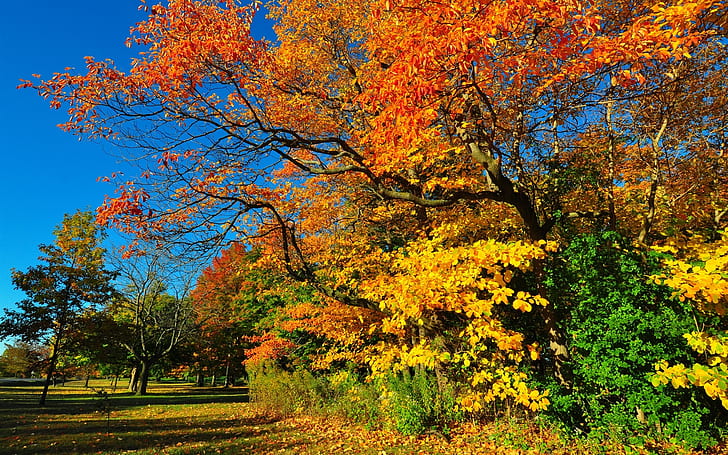 Hutan, taman, pohon, rumput, daun, musim gugur, Hutan, Taman, Pohon, Rumput, Daun, Musim Gugur, Wallpaper HD