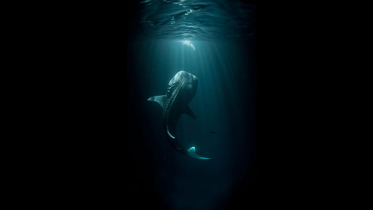 Whale Black Fish Underwater Ocean HD, fantasy, black, ocean, fish, underwater, whale, HD wallpaper