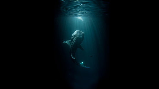 クジラ黒魚水中オーシャンHD、ファンタジー、黒、海、魚、水中、クジラ、 HDデスクトップの壁紙 HD wallpaper