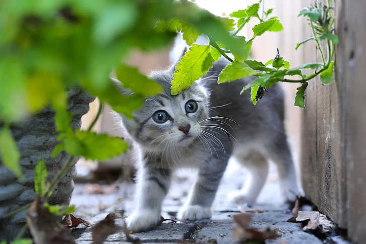 silver tabby kitten, grass, grey, baby, kitty, scared, HD wallpaper