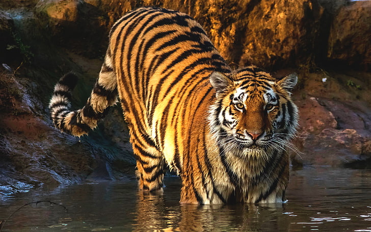 Tiger, Big cat, HD wallpaper