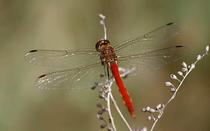 Red Dragonfly, Macro, red dragonfly, macro, HD wallpaper