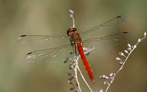 Red Dragonfly, Macro, red dragonfly, macro, HD wallpaper HD wallpaper