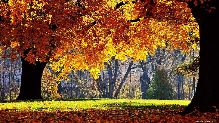 hoja de otoño árbol, otoño, árboles, naturaleza, amarillo, Fondo de pantalla HD